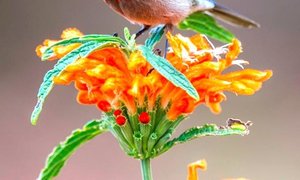 Gaan Bosâ€¦Gaan Fynbos!